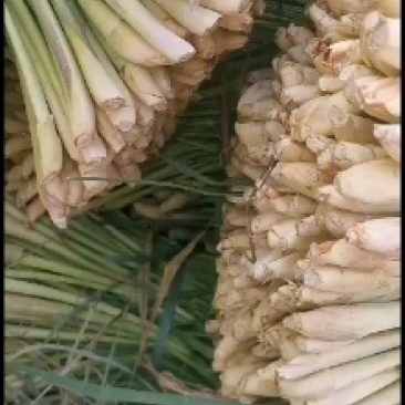 产地直销，香茅草青绿大条特级货