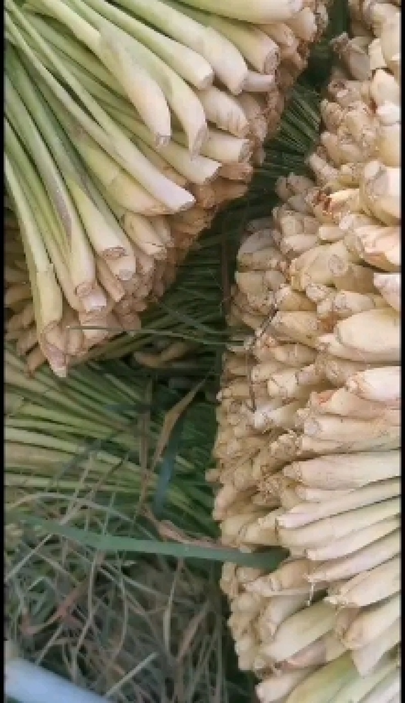 产地直销，香茅草青绿大条特级货