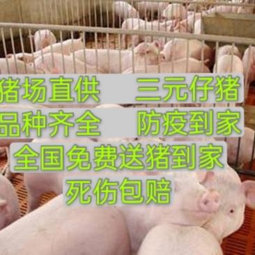 云南三元仔猪育肥猪苗全国发货，猪场看猪质量保证