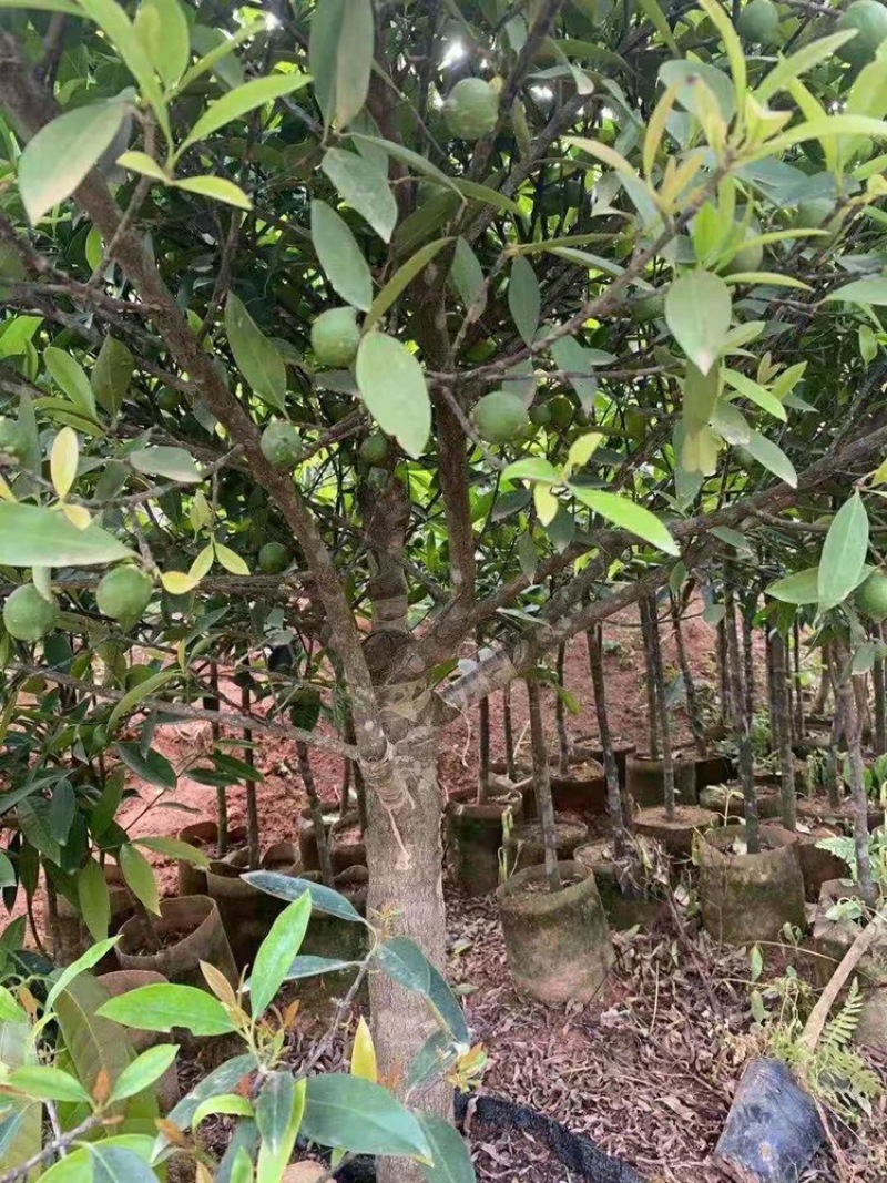 岭南山竹子罗蒙树罗檬树竹节果黄牙树粘牙仔非泰国山竹