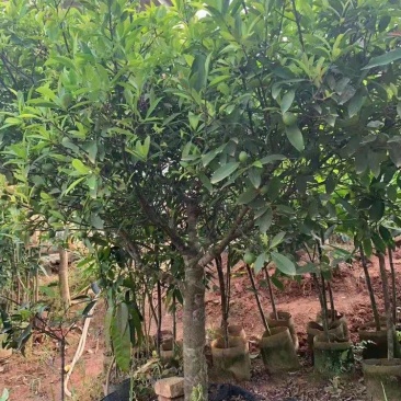 岭南山竹子罗蒙树罗檬树竹节果黄牙树粘牙仔非泰国山竹