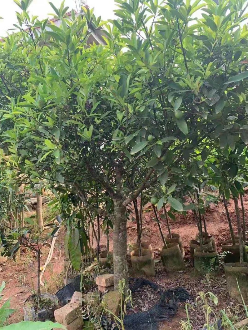 岭南山竹子罗蒙树罗檬树竹节果黄牙树粘牙仔非泰国山竹