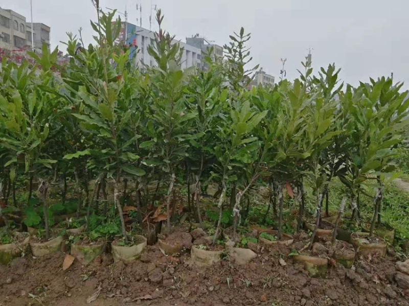 澳洲坚果苗树苗桂热1号嫁接苗夏威夷果树苗
