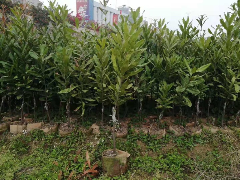 澳洲坚果苗树苗桂热1号嫁接苗夏威夷果树苗