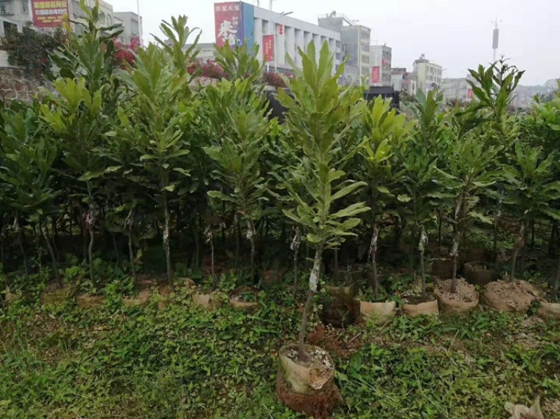 澳洲坚果苗树苗桂热1号嫁接苗夏威夷果树苗