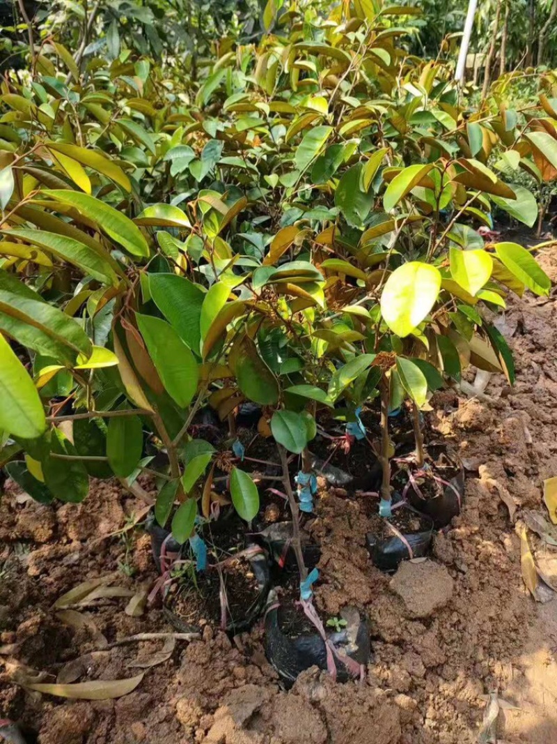 越南牛奶果苗青皮牛奶果星苹果金星果嫁接牛奶果树