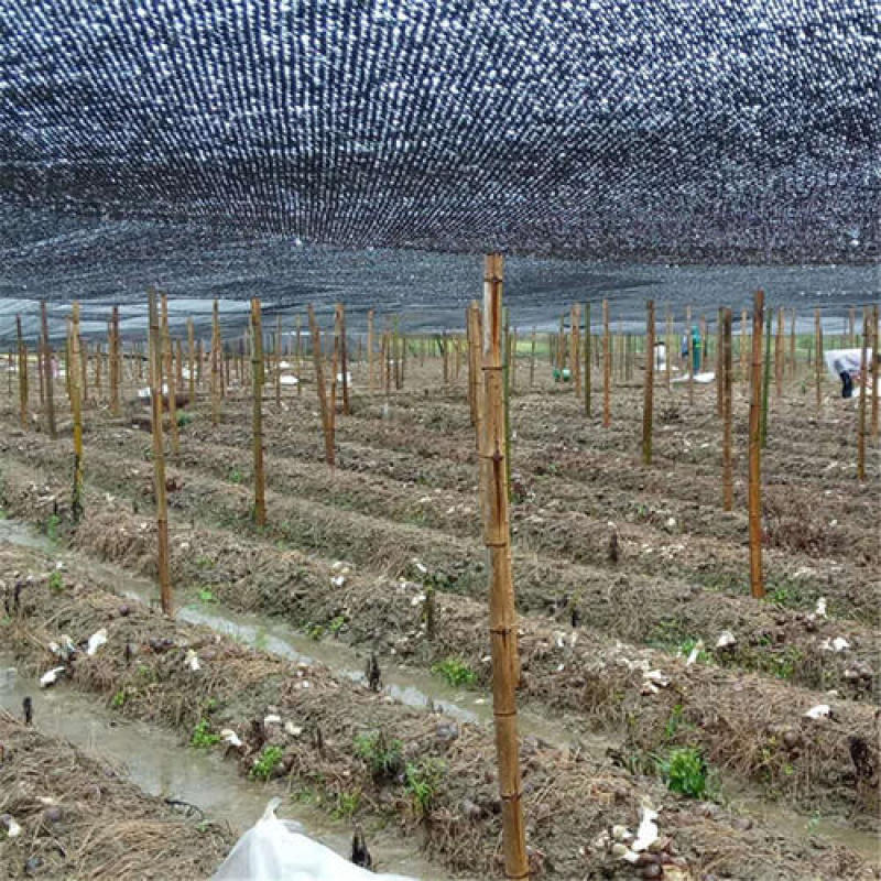 福建优质高产大球盖菇菌种、赤松茸菌种、竹荪等菌种厂家直供