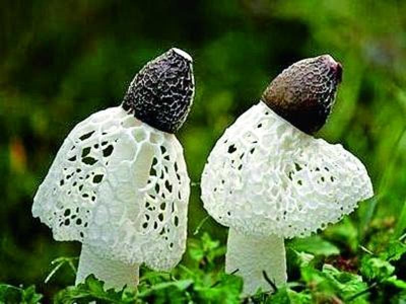 福建优质高产大球盖菇菌种、赤松茸菌种、竹荪等菌种厂家直供