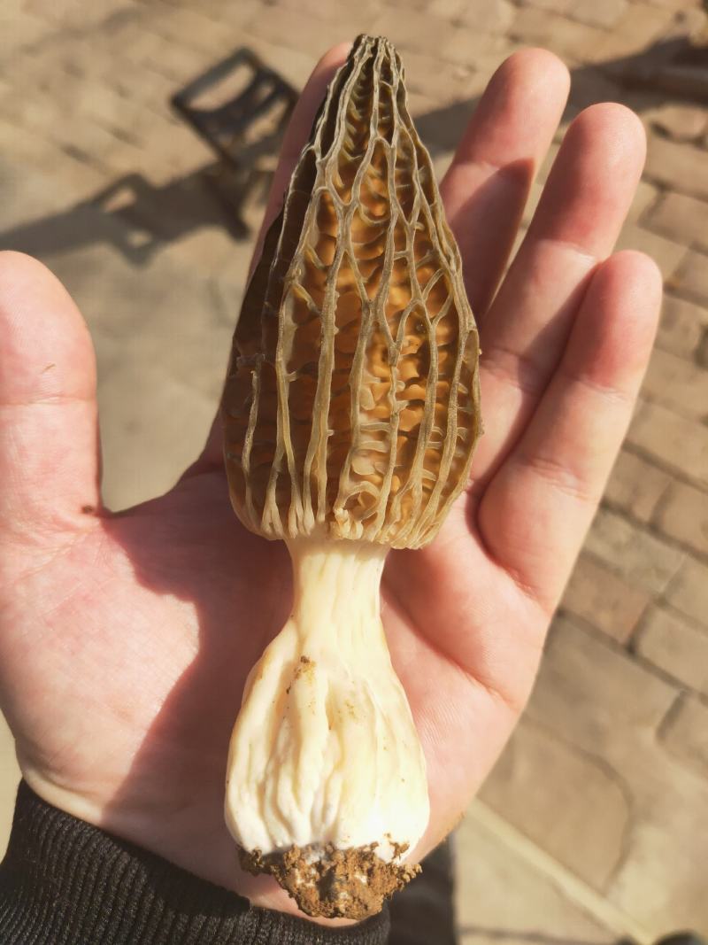 羊肚菌鲜货，头茬精品，种植基地