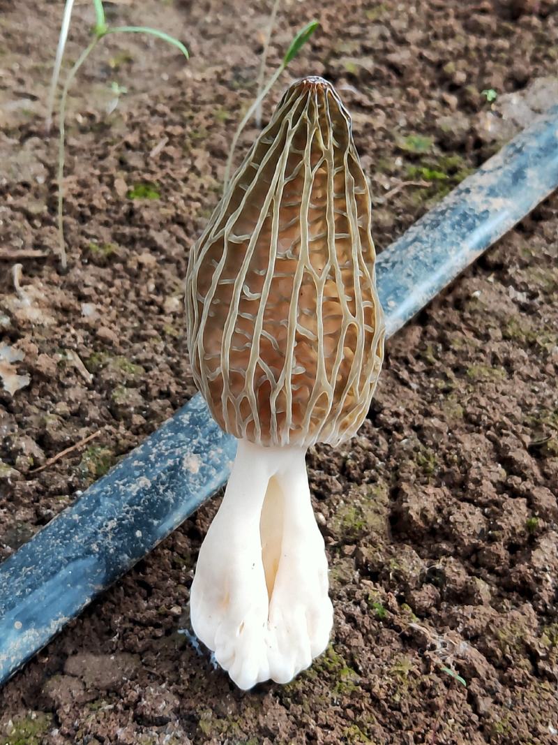 羊肚菌鲜货，头茬精品，种植基地