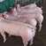 母猪，本基地常年供应各品种母猪，种猪等，支持视频选货