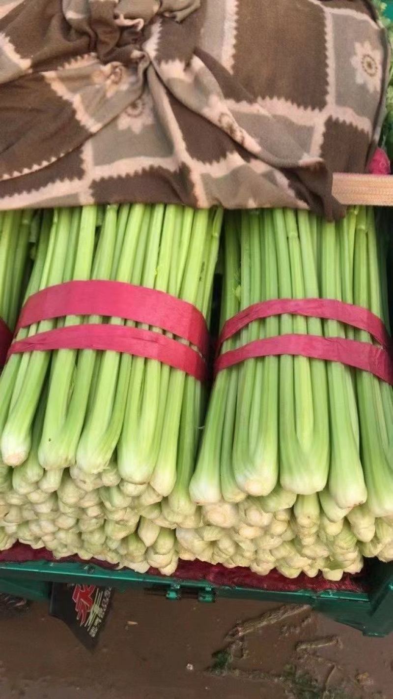 精品本地芹菜货真价实大量批发货货量大大小颗都有！