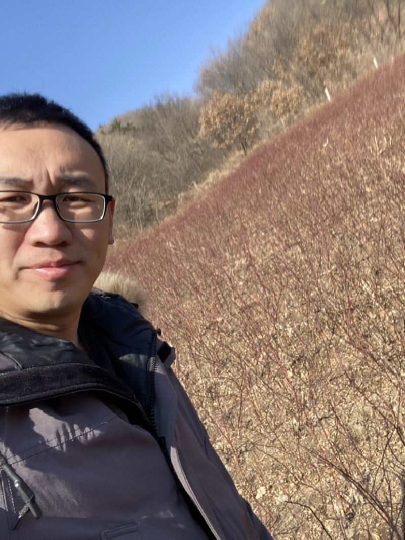 冷香玫瑰当年苗二年墩杯苗花期长成活率高