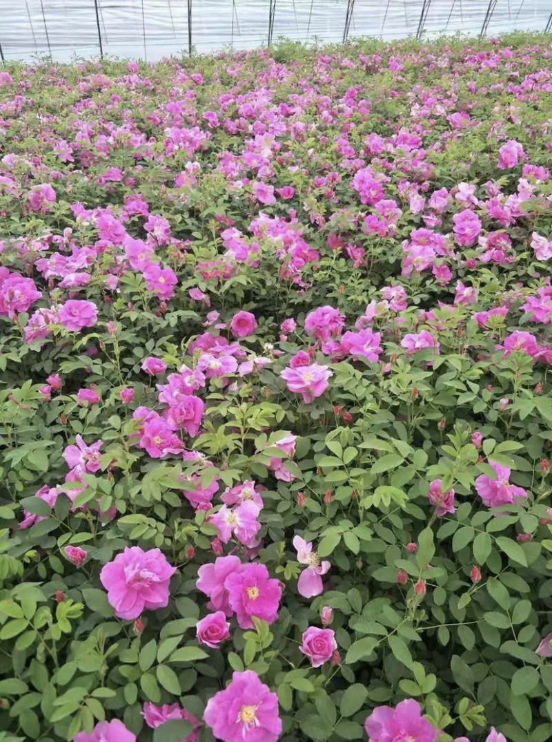 冷香玫瑰当年苗二年墩杯苗花期长成活率高