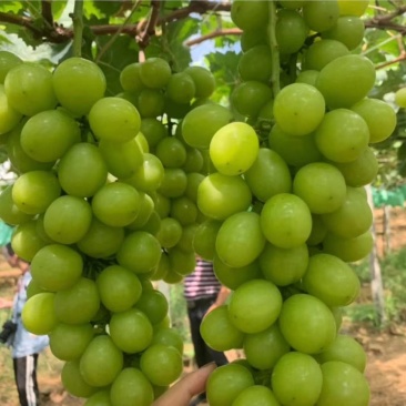 阳光玫瑰葡萄苗种植基地根系发达贝达夏黑适合南北方种植