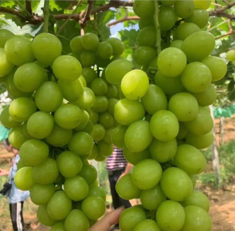 阳光玫瑰葡萄苗种植基地根系发达贝达夏黑适合南北方种植