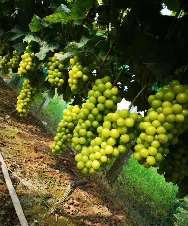 阳光玫瑰葡萄苗种植基地根系发达贝达夏黑适合南北方种植