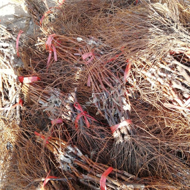 阳光玫瑰葡萄苗种植基地根系发达贝达夏黑适合南北方种植