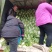 【白菜】新乡小包白菜大量现货菜绿个头均匀全国发货