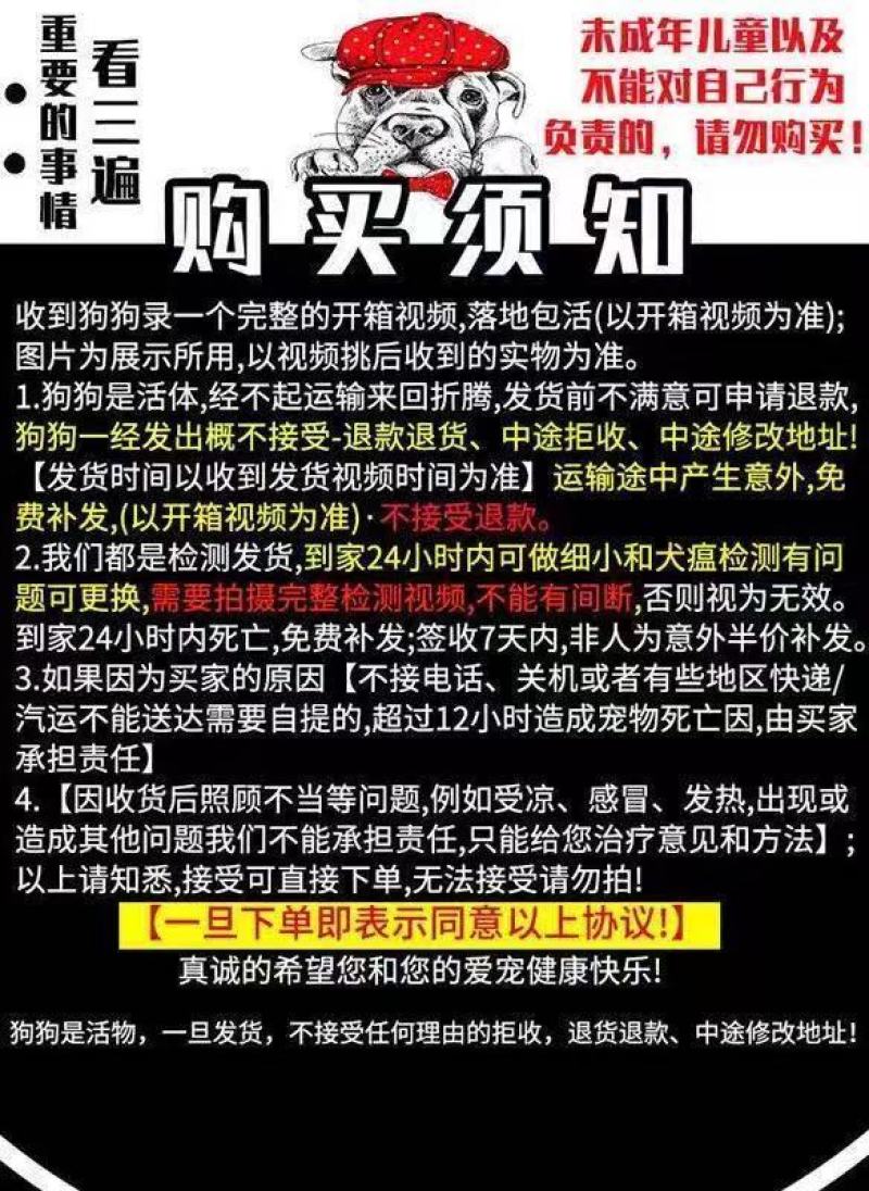 小型博美幼犬球形哈多利俊介幼犬活体袖珍犬茶杯犬爆毛宠物狗