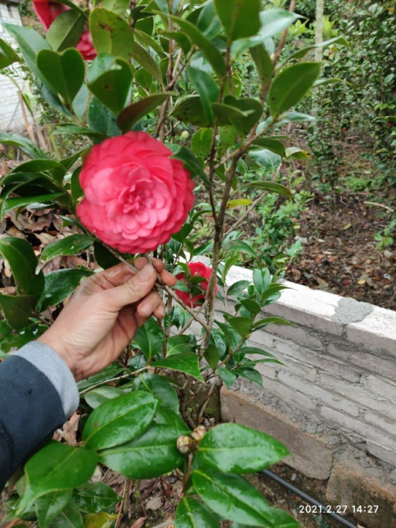 六角红茶花树苗红色茶花广西发货