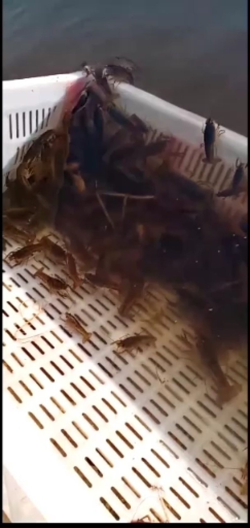 需要小龙虾的可跟我预订