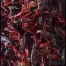 需要小龙虾的可跟我预订