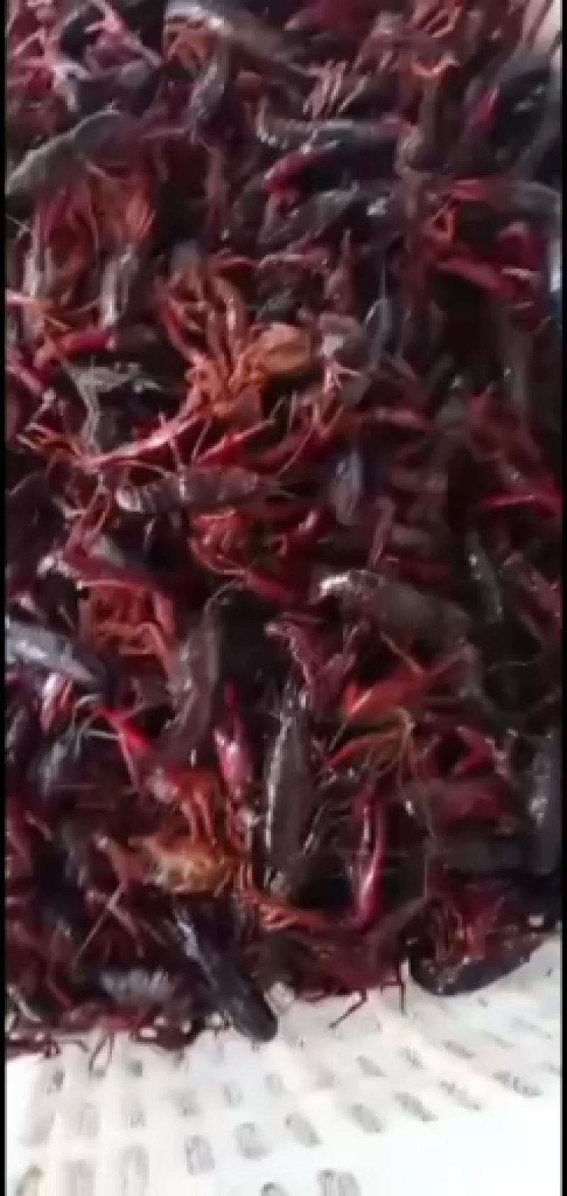 需要小龙虾的可跟我预订