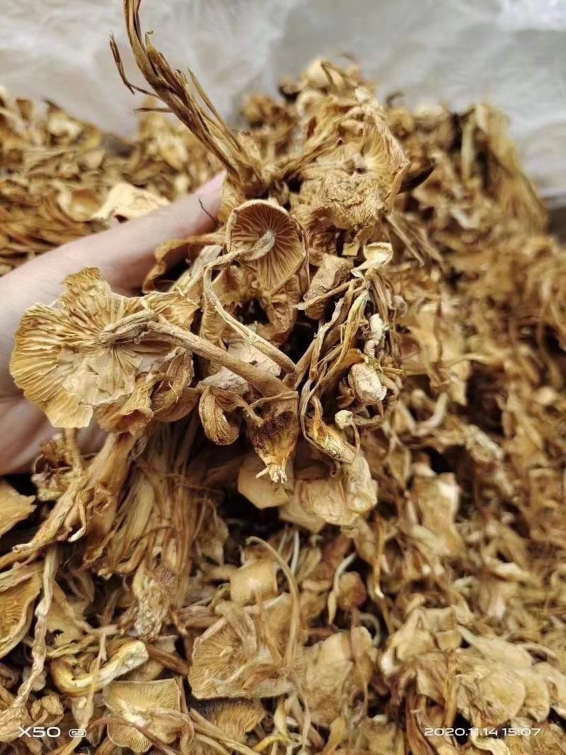 茶树菇/金针菇，菌类佳品，2021年的新货，需要老板联系