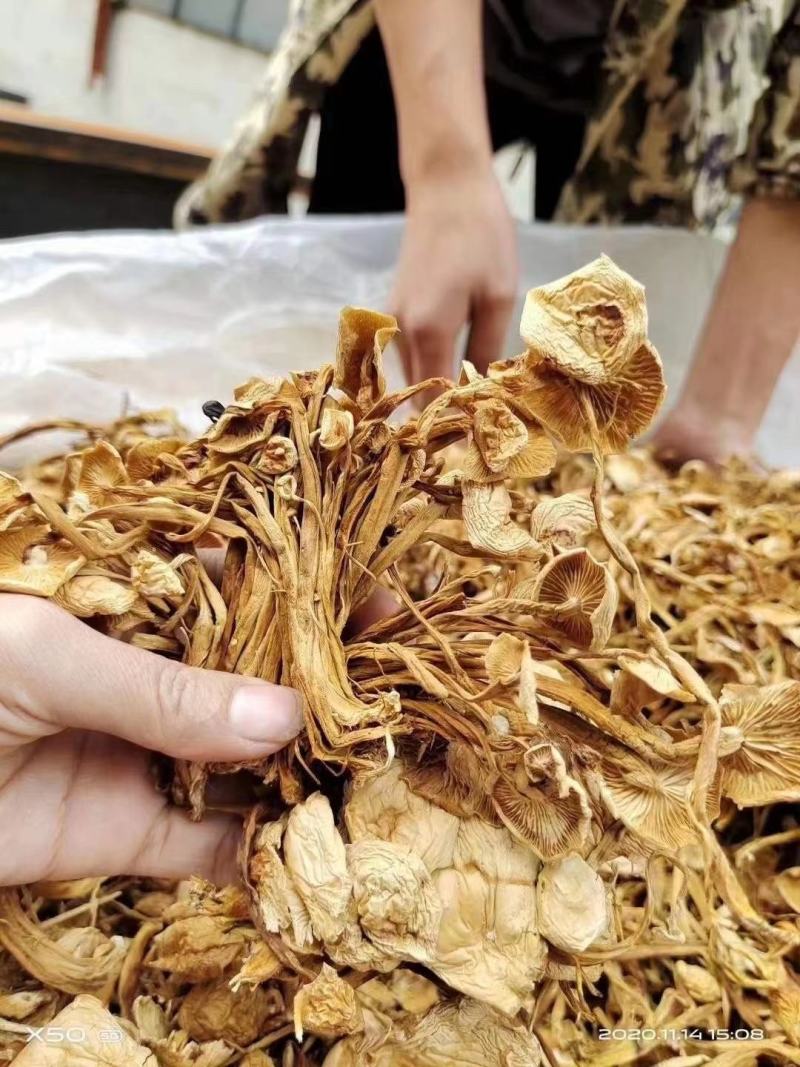 茶树菇/金针菇，菌类佳品，2021年的新货，需要老板联系