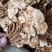 茶树菇/金针菇，菌类佳品，2021年的新货，需要老板联系