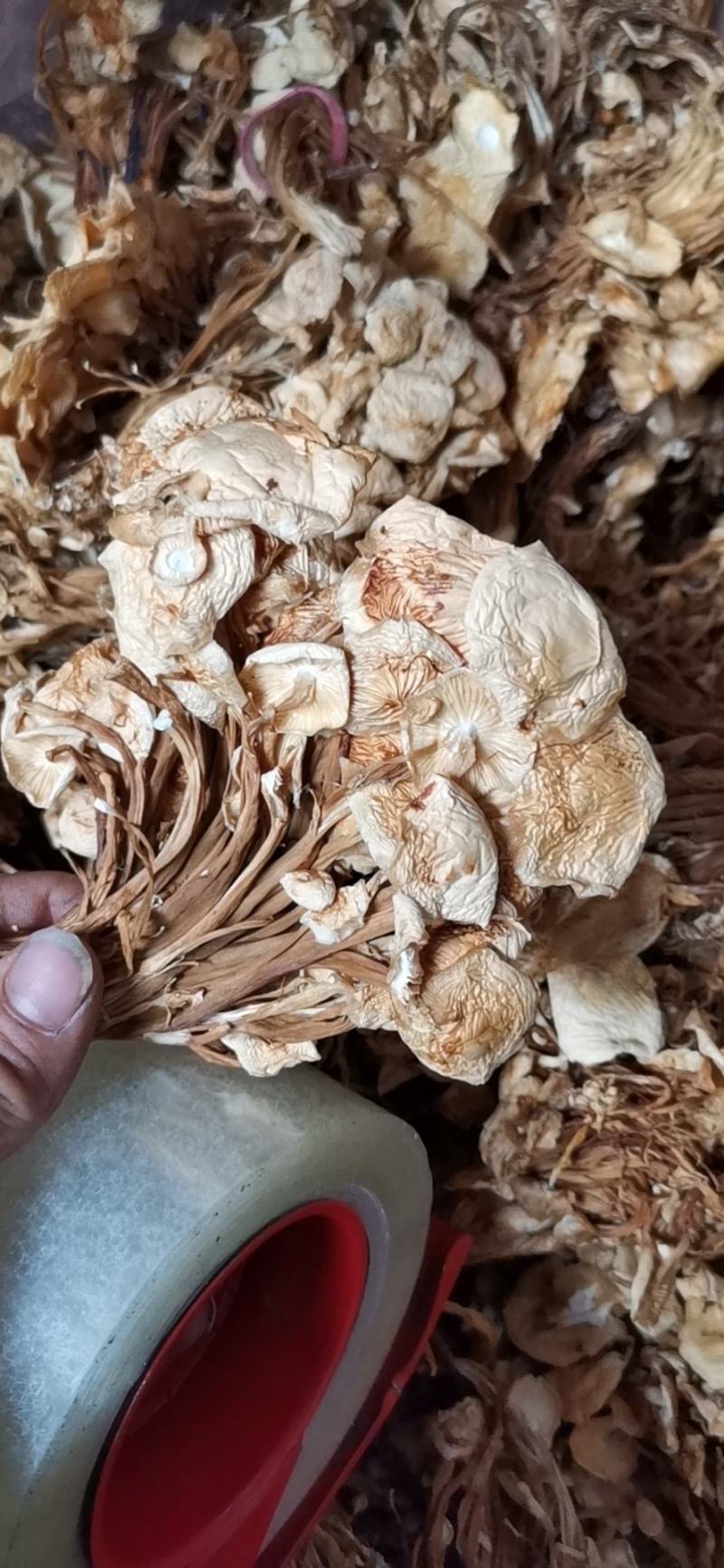 茶树菇/金针菇，菌类佳品，2021年的新货，需要老板联系