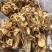 茶树菇/金针菇，菌类佳品，2021年的新货，需要老板联系