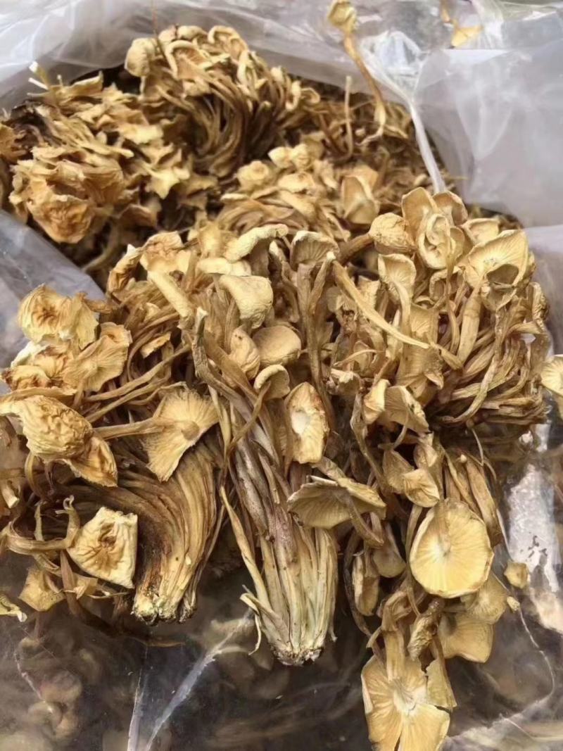 茶树菇/金针菇，菌类佳品，2021年的新货，需要老板联系