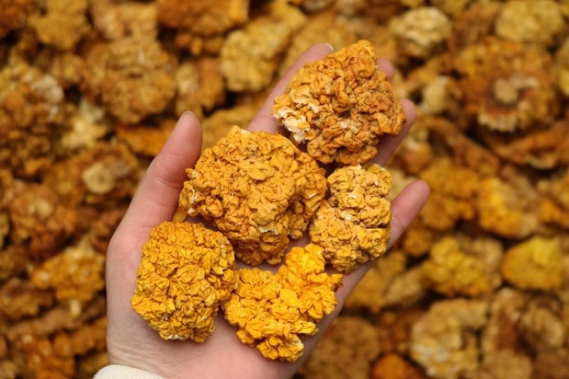 一德路大号金耳大规格产地云南泡发率高口感软糯一件代发