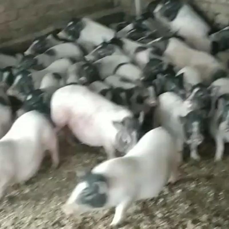 巴马香猪养殖场，巴马香猪价格，厂家供应发货到家