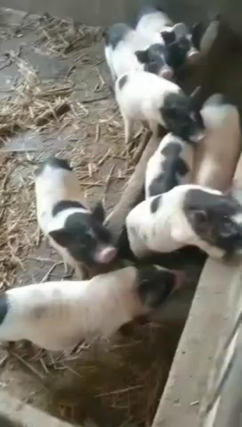 巴马香猪养殖场，巴马香猪价格，厂家供应发货到家