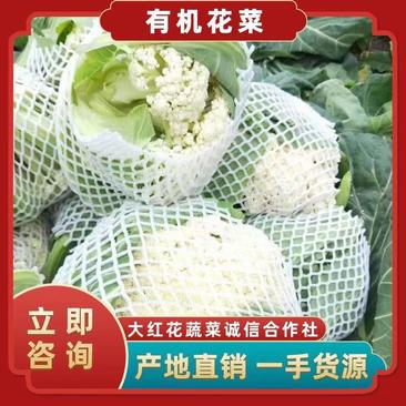 白面青梗松花菜，质量好，货源充足，保质保量，物流全国