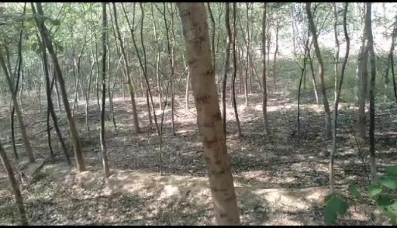 槐树苗国槐毛槐5公分左右