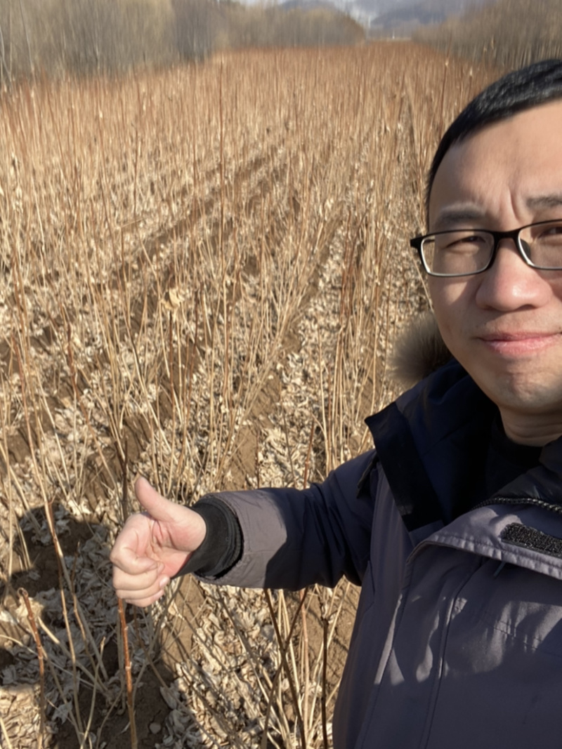 天目琼花东北鸡树条当年小苗二年墩绿化绿篱