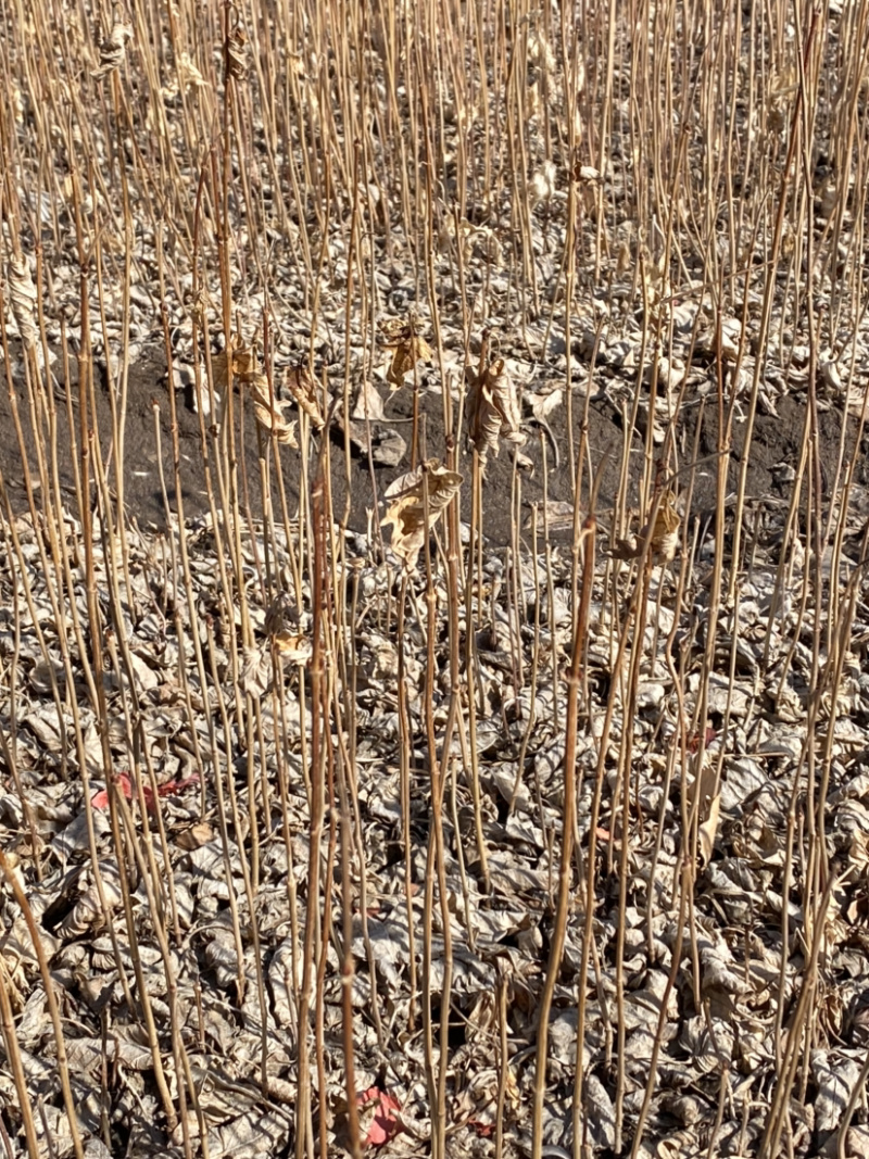 天目琼花东北鸡树条当年小苗二年墩绿化绿篱