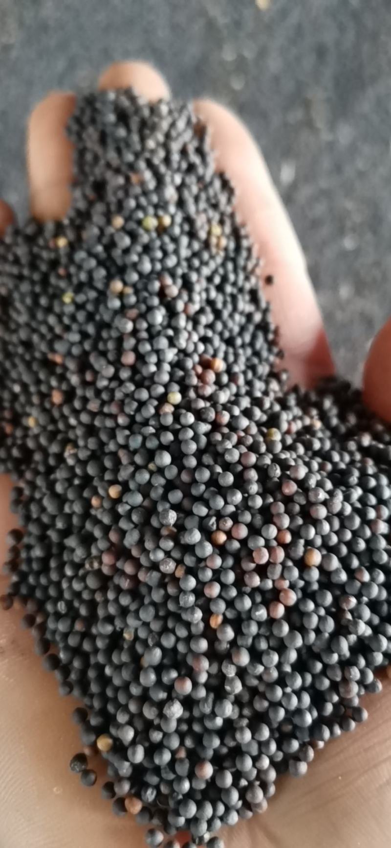 高含油湖北荆门净菜籽