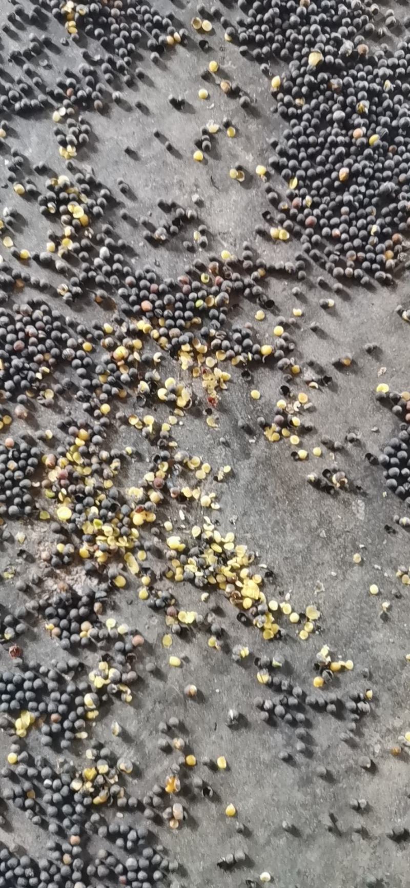 高含油湖北荆门净菜籽