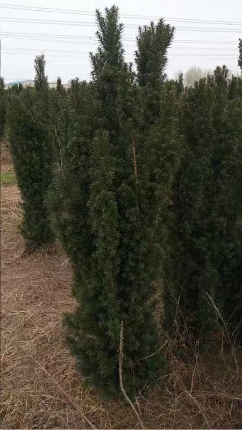 曼地亚红豆杉大田货量大有惊喜