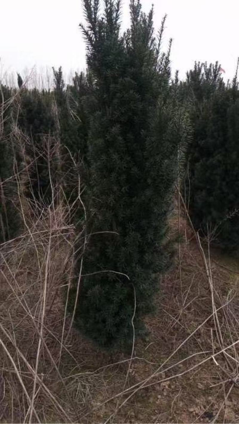 曼地亚红豆杉大田货量大有惊喜