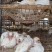 乳鸽鸽子去囊净膛白条鸽长期有货大量批发鲜活现杀鲜冻