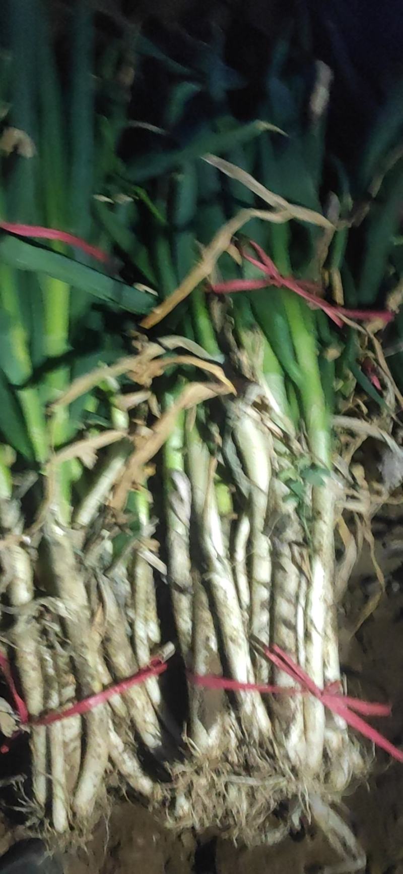 大量供应优质山东铁杆大葱，老气，小叶类型