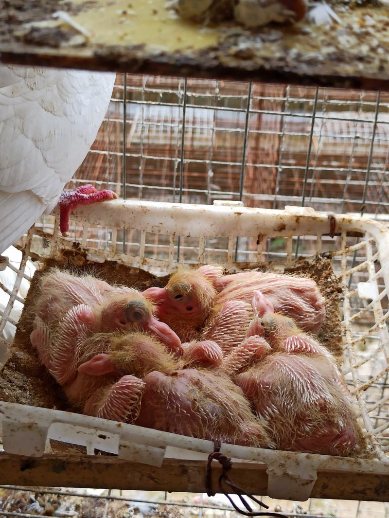 乳鸽鸽子白条鸽去囊净膛鲜活宰杀生态养殖农家乳鸽