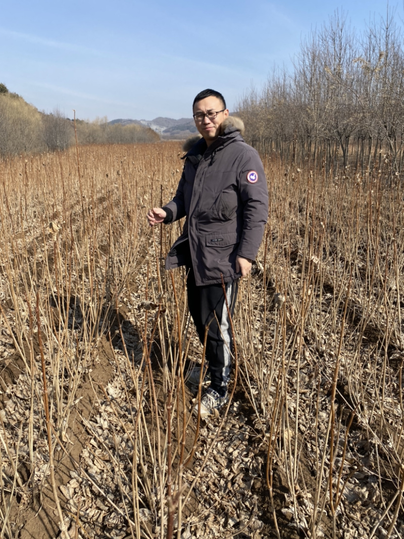 天目琼花东北鸡树条当年小苗二年墩绿化绿篱