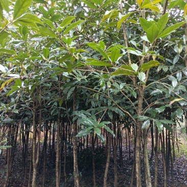 桂花树土地征用急售包挖包上车价